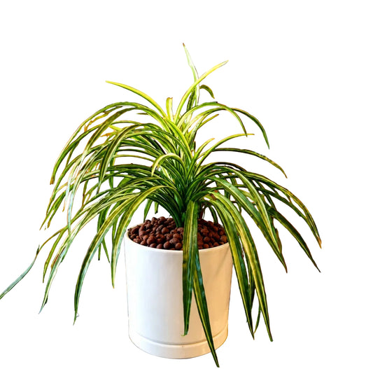 Pandanus Variegated Artificial Plant (without pot)
