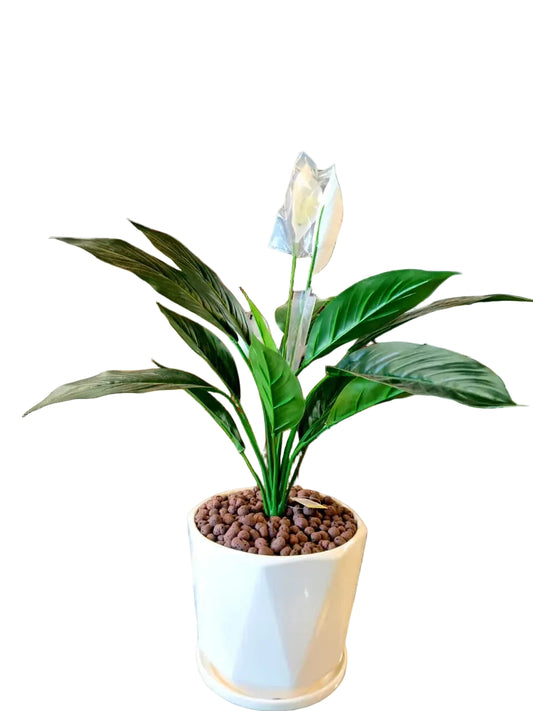 Peace Lily (without pot)