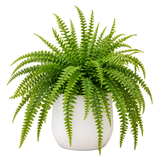 Fern (without pot)