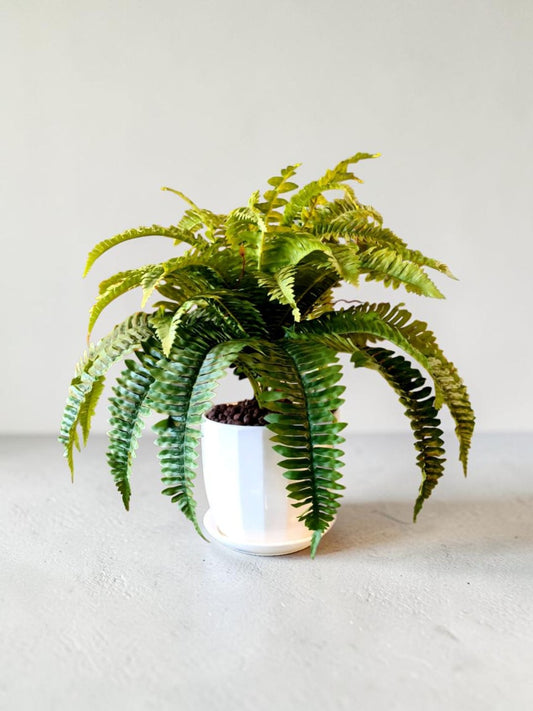 Fern (without pot)