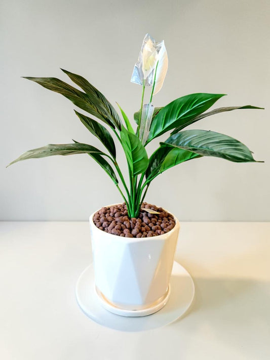 Peace Lily (without pot)