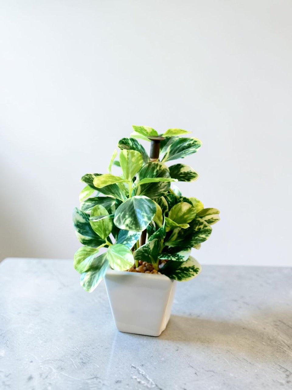 Artificial Variegated Money Plant