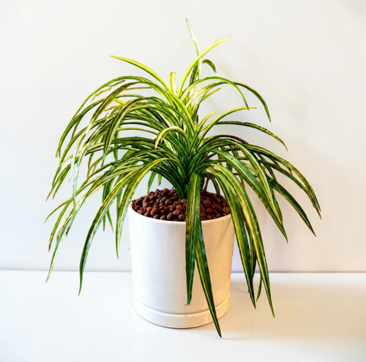 Pandanus Variegated Artificial Plant  (without pot)